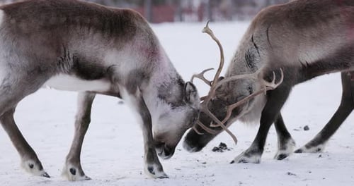 Reindeer fight in Lapland, Sweden
