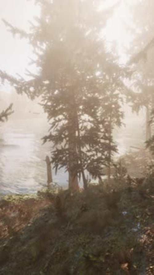 Sunlight Entering Autumn Coniferous Forest on a Misty Morning