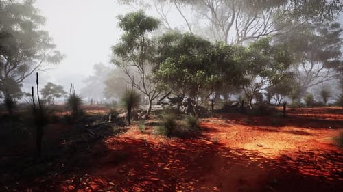 Foggy Dirt Road Surrounded By Eucalyptus Grove