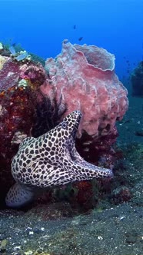 vue rapprochée de la murène ouvrant grand la bouche