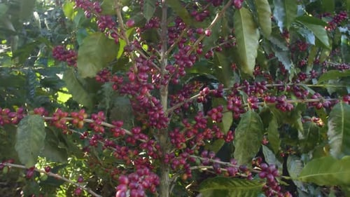 A coffee plant filled with red ripe coffee beans fruit in a windy field.