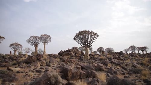 Köcherbäume im Köcherbaumwald mit einem Dassie, der über Dolomitfelsen in Namibia rennt