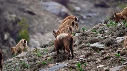 A Herd of Ibex grazing around the cliffs of Mountains in Himachal Pradesh, India
