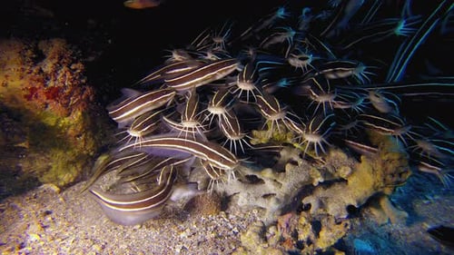 Underwater Tropical Striped Catfish