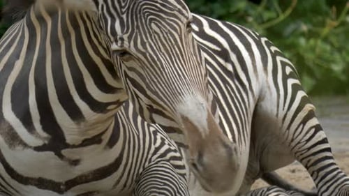 Close-up of a tired Zebra (Equus quagga) laying on the African savannah.