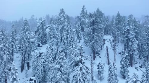 Aerial Snowy Forest Landscape with Snowcovered Trees and Winter Wonderland