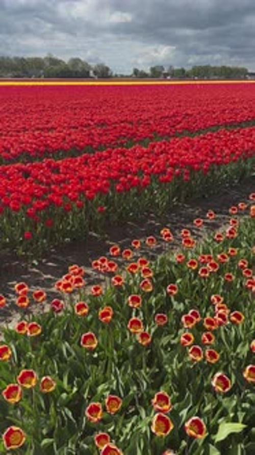 Field of Red and Yellow Tulips in Spring