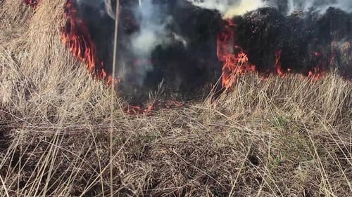 Gelbes Gras brennt. Der Mensch hat Feuer gemacht. Dann wird das Feld gepflügt. Nordisland