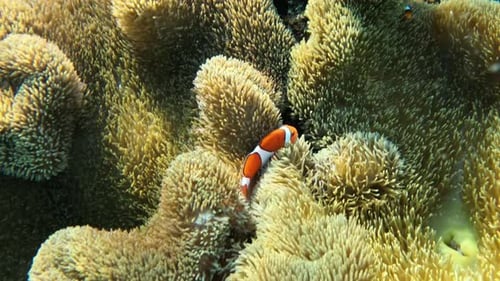 Cute Clownfish swimming inside an anemone in crystal clear waters - Close up