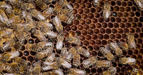 Honey Bees working on honeycomb close-up shot. Bees are best known to humans for their ecological