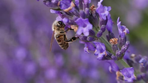 Bee Collecting Nectar from Lavender in a Blooming Field