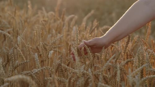 Unrecognizable Woman Walks Across Wheat Field and Touches Ears Closeup