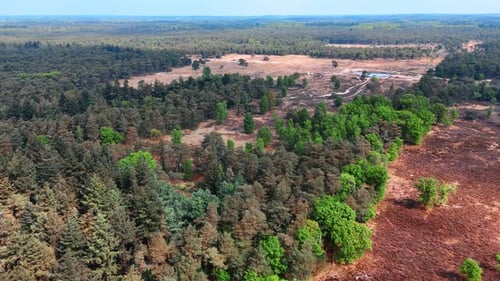 Vast wooded landscape with small pond and bare meadows. Wilderness of the Netherlands.