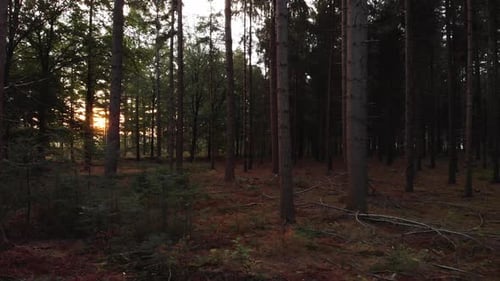 Du bas au sol de la forêt, mouvement aérien en zigzag vers l'arrière dans une forêt de pins au lever du soleil entre les arbres