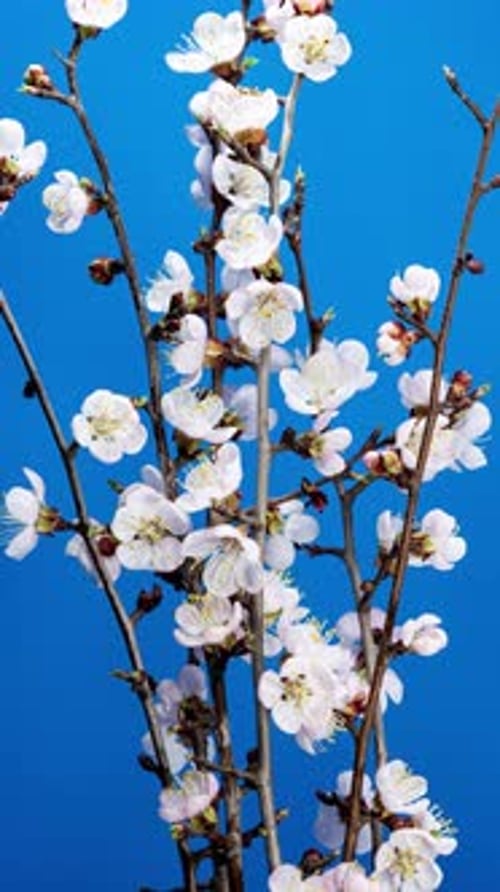 Apricot Flower on a Spring Tree Branch Blossoming in Time Lapse on a Blue Background