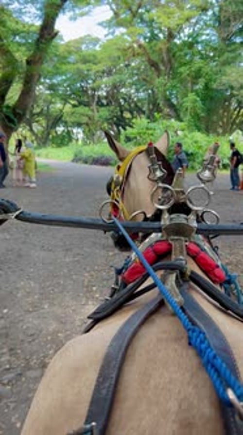 Horse-drawn Carriage in Djawatan's Trembesi Forest