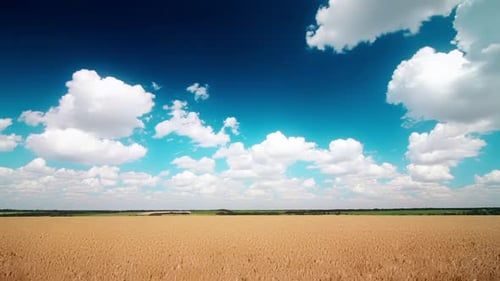 wheat field and cloudy sky
