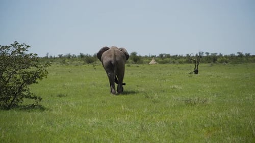 Einsamer afrikanischer Buschelefant, der bei sonnigem Wetter in der grünen Savanne eines afrikanischen Nationalparks davonläuft