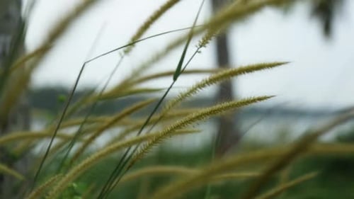 Grass Spikelets, wild plant swaying in the breeze,Steadi shot