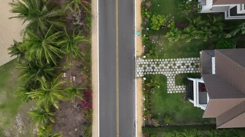 Coastal Road with Tropical Palm Trees Aerial View