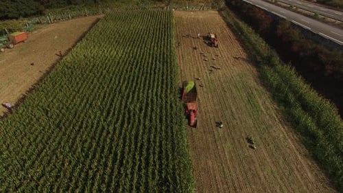 Aerial View Corn Field Harvest Tractor 01