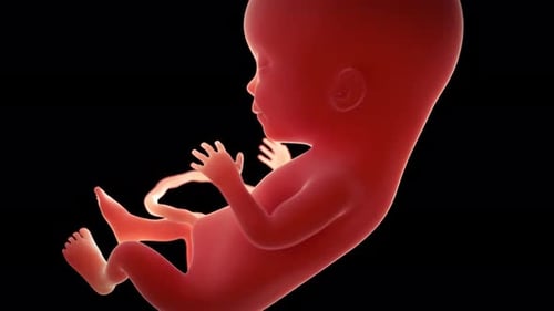 Der menschliche Fötus entwickelt sich im zweiten Trimester im Mutterleib
