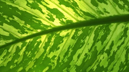 Close-up of a Textured Green Leaf