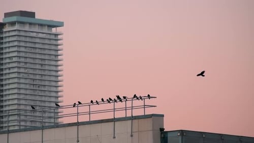 Flock of Birds on Railing on Top of Building Pink Sky Background SLOMO