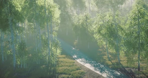 Sunlight Filters Through Trees Along a Serene Forest Pathway at Dawn