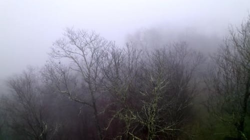 heaving fog at treetops aerial approach