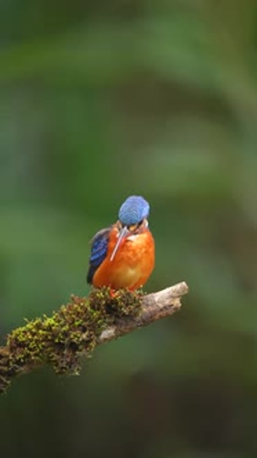 Blue-eared Kingfisher - Alcedo meninting, small beautiful colored kingfisher from Asia river banks,