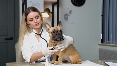 Woman Veterinarian Listens to Dog Lungs with Stethoscope in Veterinary Clinic
