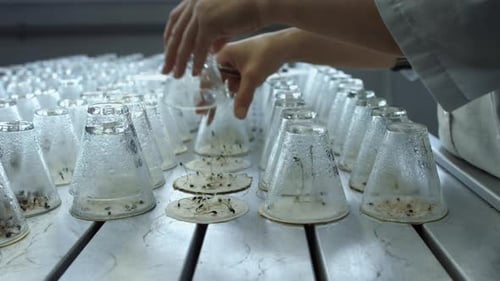 Biology Lab Worker Experimenting with Plants Agrochemicals
