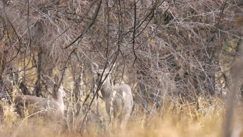 Zwei Weißwedelhirsche in einem Wald
