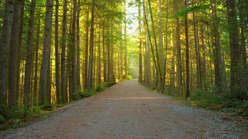 Moving Through Lush Green Forest Path – Canadian Nature