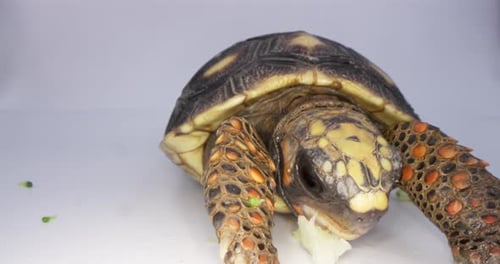 Turtle Tortoise Eating