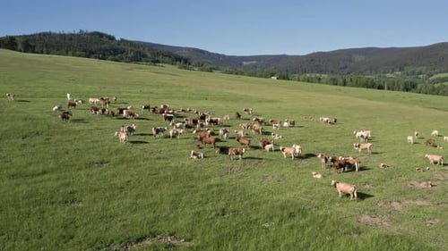 Rotating aerial 4k shot of a cow herd standing and grazing on a grassy field on a sunny summer day i