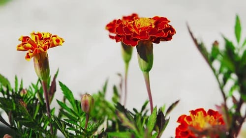 Marigolds has a beautiful vivid orange colour that will brighten your garden.