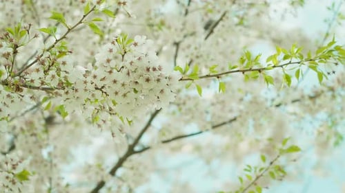 Blossoming cherry tree branches with delicate flowers and fresh green leaves in the spring