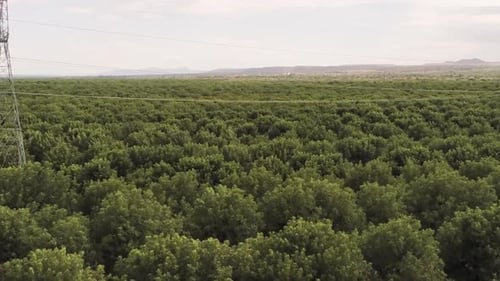 Drone aérien recadré survolant lentement un verger de pacanes avec des montagnes à l'horizon sur un nuage