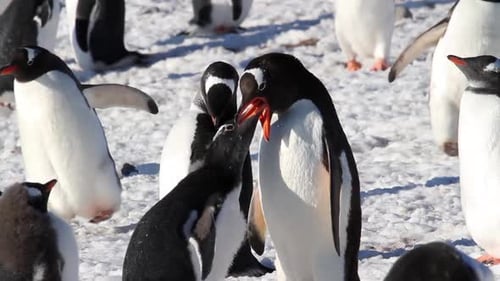 Gentoo Penguins Standing on Snowy Landscape in Antarctica