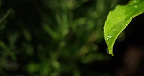 Fresh Green Leaf with Water Droplets After Rain Reflecting Light Against a Blurred Natural