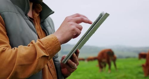 Hands, cattle and man with tablet, agriculture and countryside with sustainable business