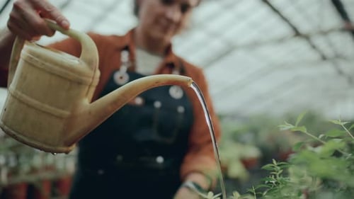Close-Up of Gardener Watering Potted Plants in Greenhouse