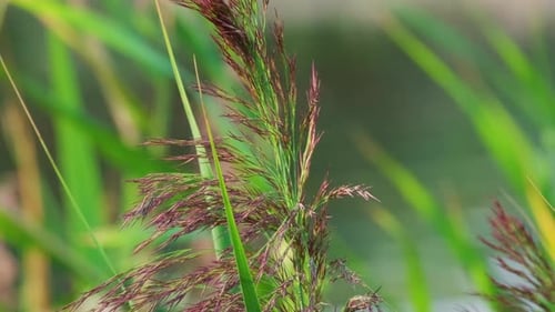 Flower Of Reed Grass Growing On Lakeshore Swaying In The Wind. - close up, static