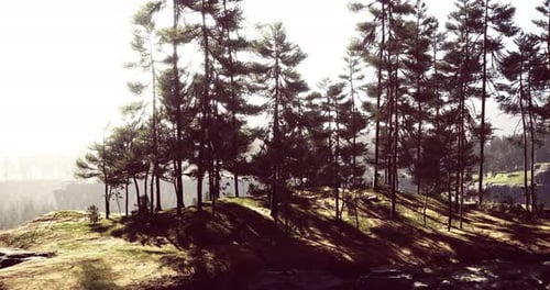 Paysage forestier paisible avec de grands arbres et une douce lumière du soleil à l'aube