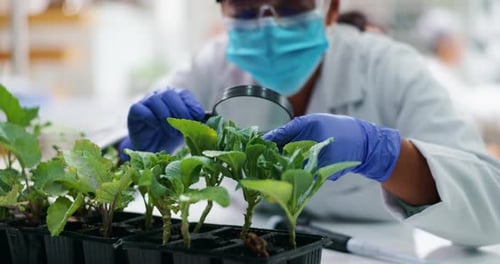 Scientist Inspecting Plants in a Lab with Magnifying Glass