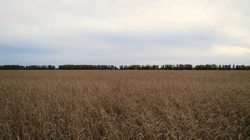 Golden cornfield aerial panorama beauty autumn harvest in rural heartland