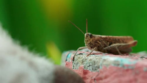 A grasshopper sits on old painted wood before a dogs nose sniffs it and scares it away