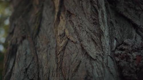 The trunk of an old tree revealed. The beauty of nature over the years